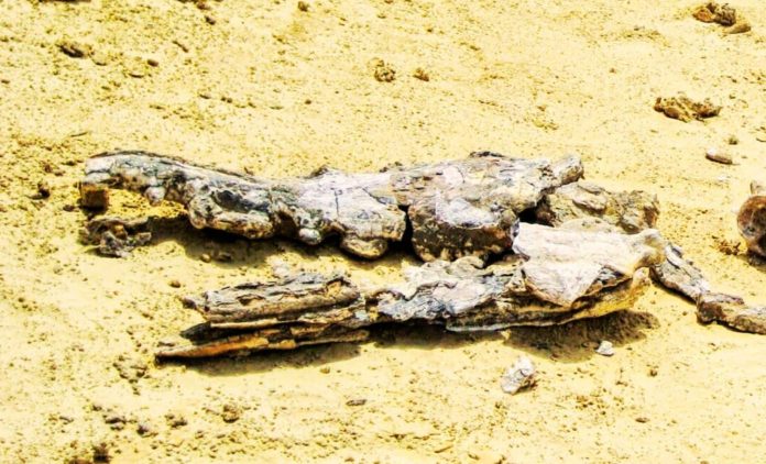 کشف بزرگترین فسیل جهان در دریاچه یک کشاورز؛ دانشمندان تأیید کردند!