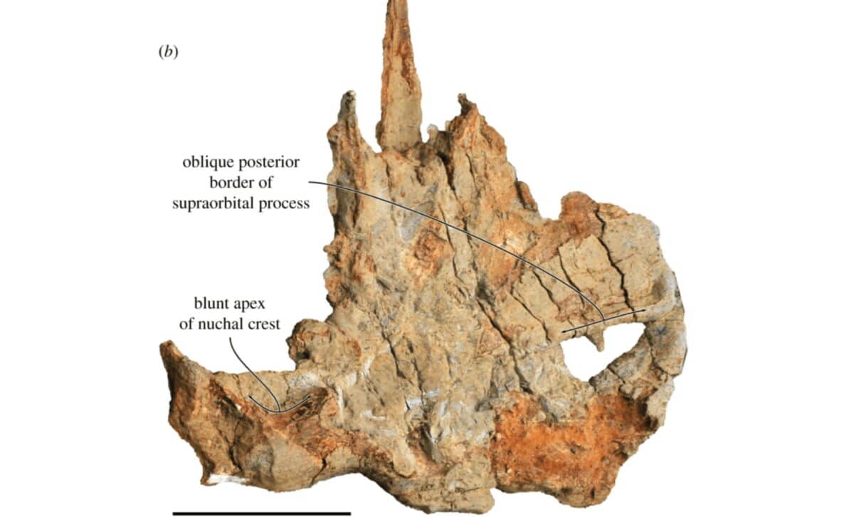 کشف بزرگترین فسیل جهان در دریاچه یک کشاورز؛ دانشمندان تأیید کردند!